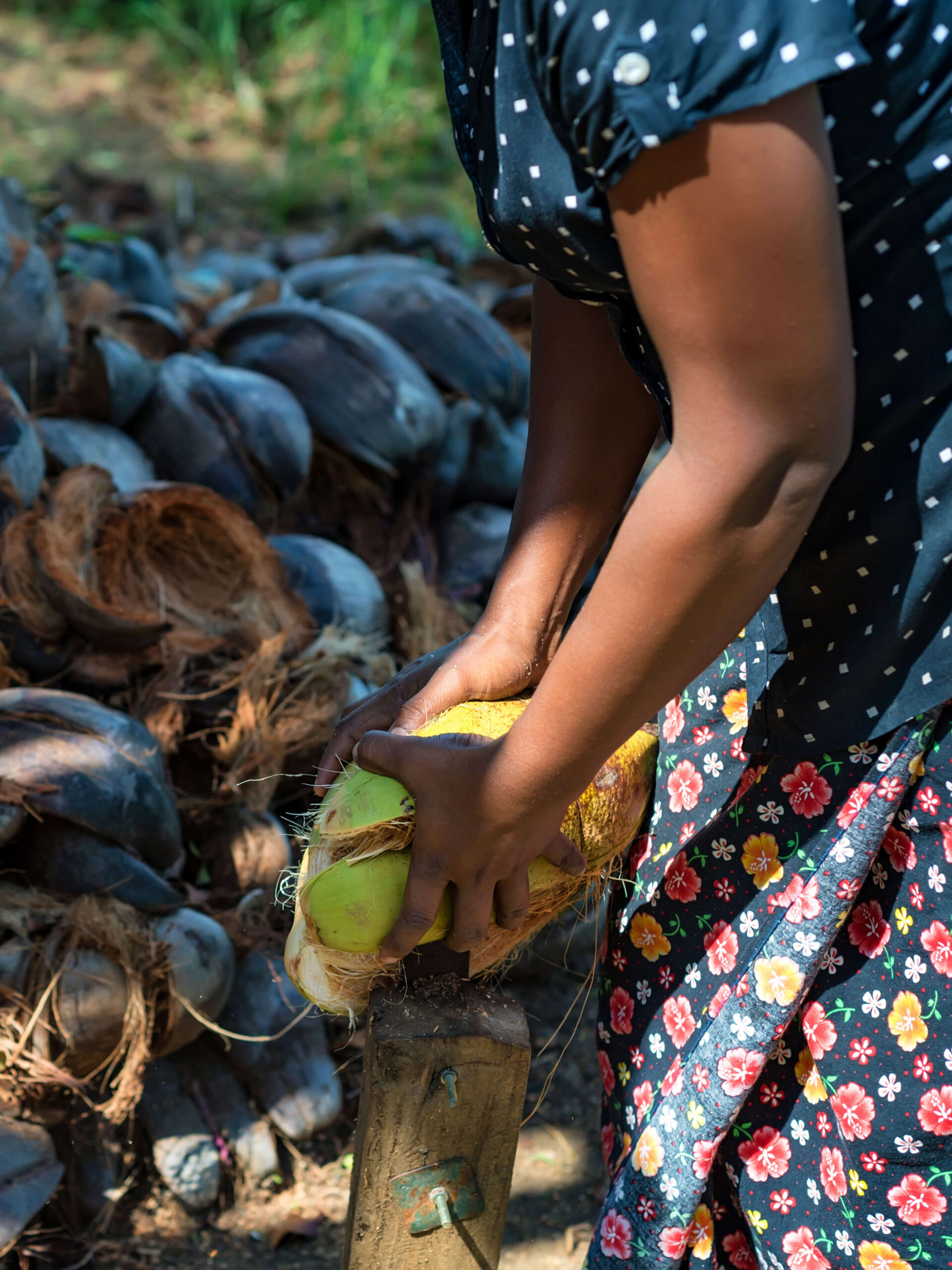 Coconut husk and shell from the Tree of Life